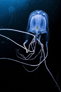 ~ Intimacy ~
One Box Jellyfish inside the bell of anothe... by Geo Cloete 
